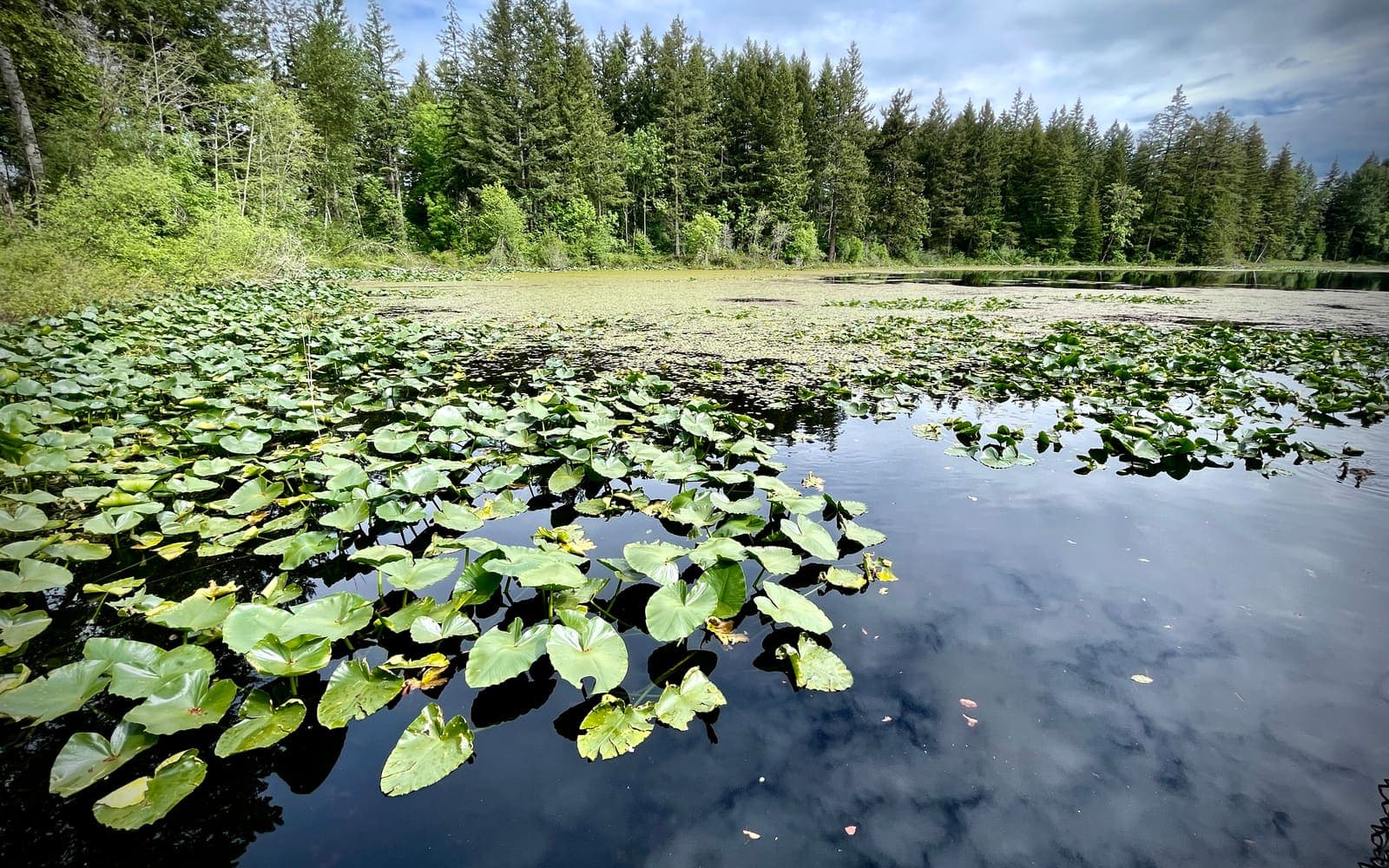 Yellow Lake in Sammamish, Washington